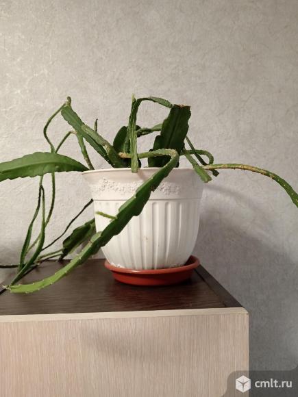 Продам эпифилум. Фото 1.