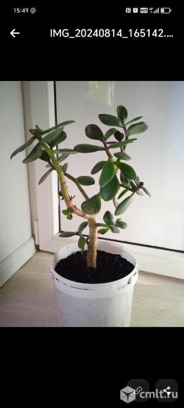 Продам крассулу. Фото 1.