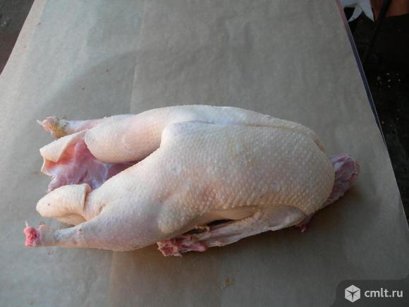 Мясо гуся. Фото 1.