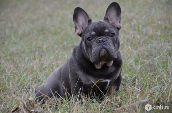 Мальчик французского бульдога. Фото 1.