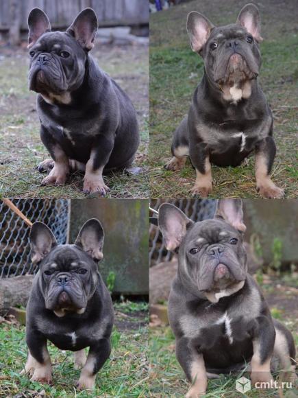 Мальчик французского бульдога. Фото 3.