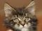 Мейн-кун кота, из США, отл. родословная, окрас кремовый на. Фото 2.