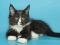 Мейн-кун кота, из США, отл. родословная, окрас кремовый на. Фото 3.