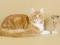 Мейн-кун кота, из США, отл. родословная, окрас кремовый на. Фото 6.