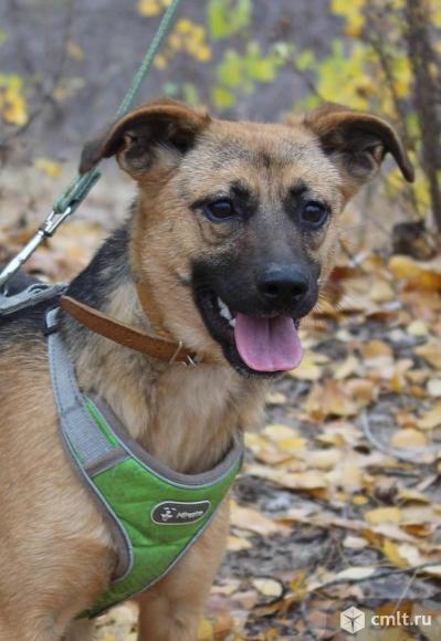 Миниатюрная собака ищет дом. Фото 1.