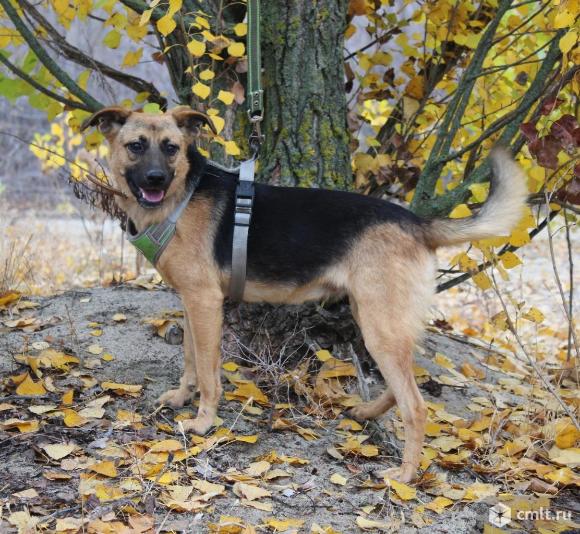 Миниатюрная собака ищет дом. Фото 4.