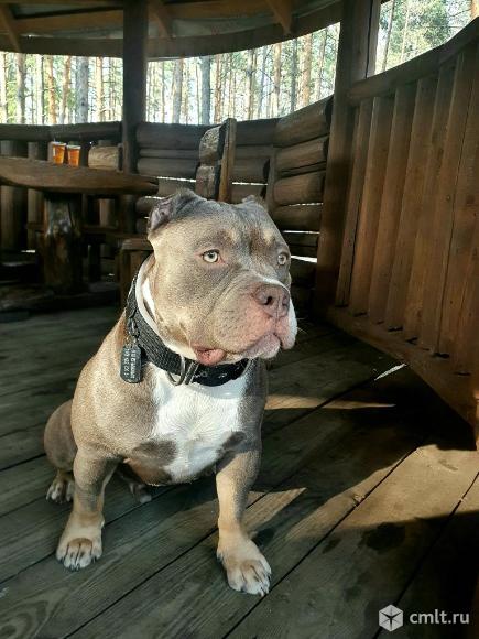 Американский булли вязка. Фото 1.