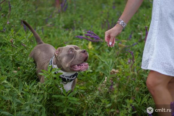Американский булли вязка. Фото 8.
