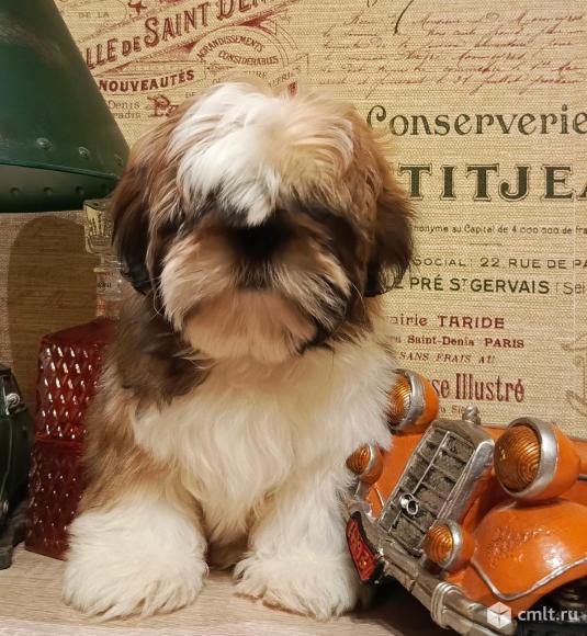 VIP (ВИП) - mini (мини) ши - тцу с документами РКФ !. Фото 1.