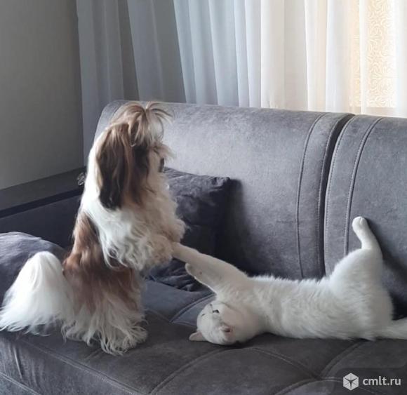 VIP (ВИП) - mini (мини) ши - тцу с документами РКФ !. Фото 9.