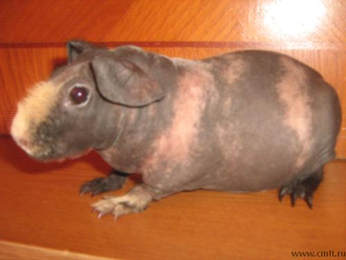 Лысая морская свинка породы скинни. Фото 4.