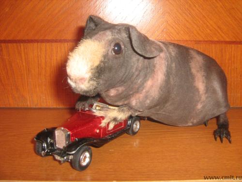 Лысая морская свинка породы скинни. Фото 1.