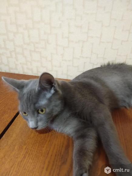 Котят от ангорской кошки в добрые руки. Фото 1.