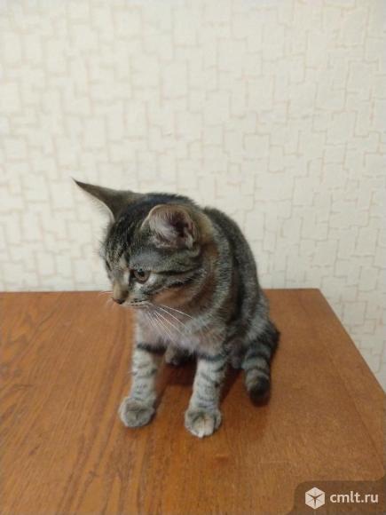 Котят от ангорской кошки в добрые руки. Фото 4.