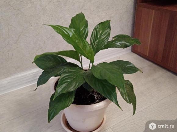 Продам спатифиллум. Фото 1.