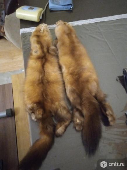 Соболь 2шкурки. Фото 1.