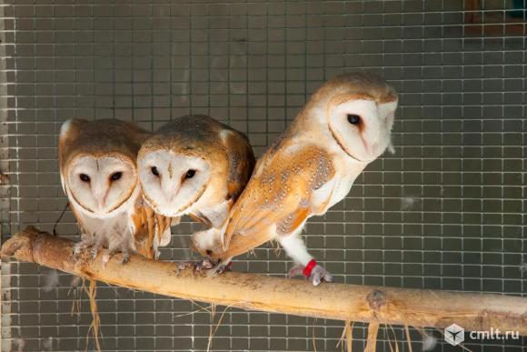 Сова сипуха. Фото 1.