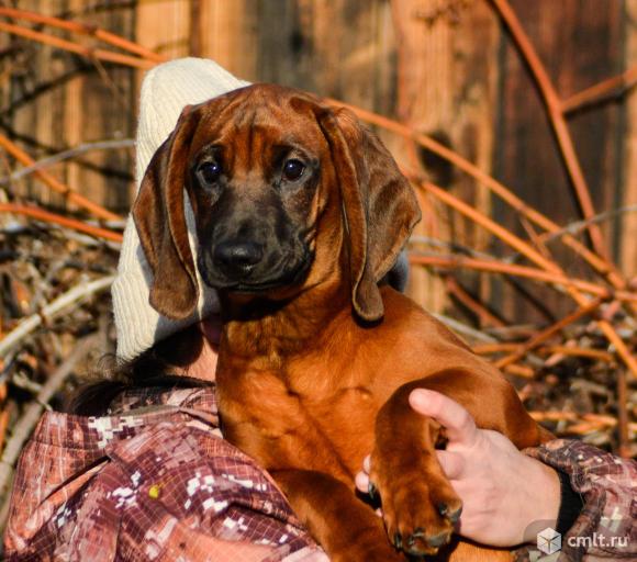 Баварская горная гончая щенки РКФ. Фото 1.