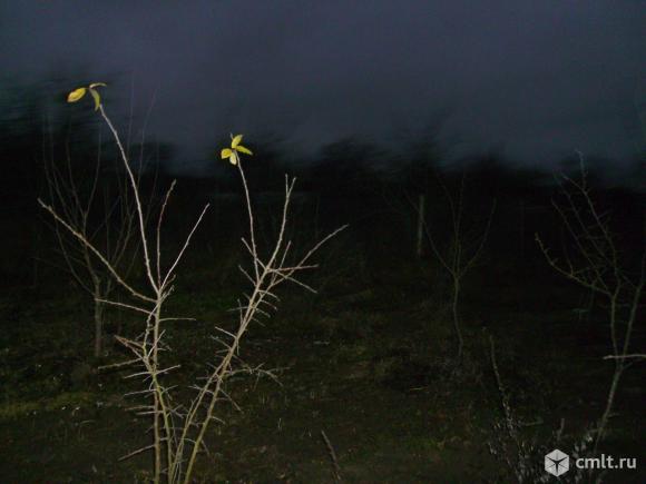 Участок 10 сот.. Фото 5.