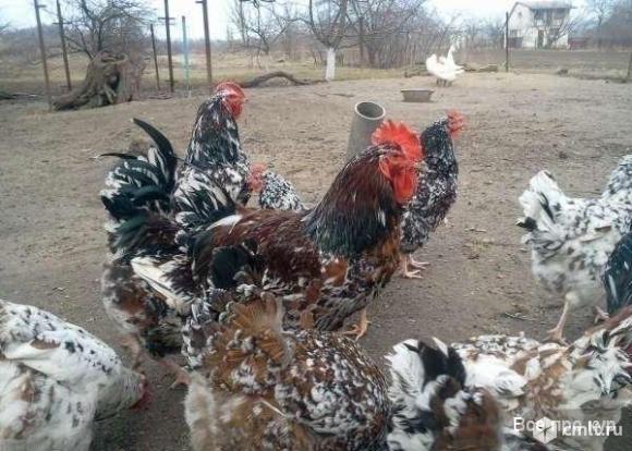 Инкубационное яйцо. Фото 1.