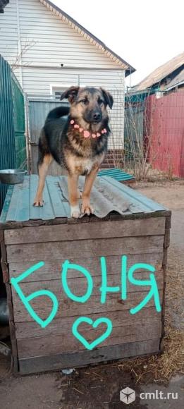 Собачкам нужен дом. Фото 1.