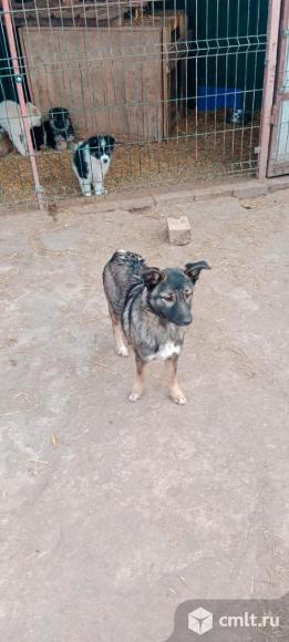 Собачкам нужен дом. Фото 4.