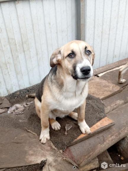 Собака ищет дом. Фото 1.