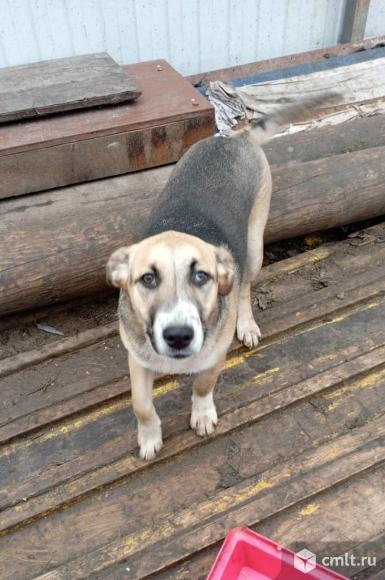 Собака ищет дом. Фото 3.