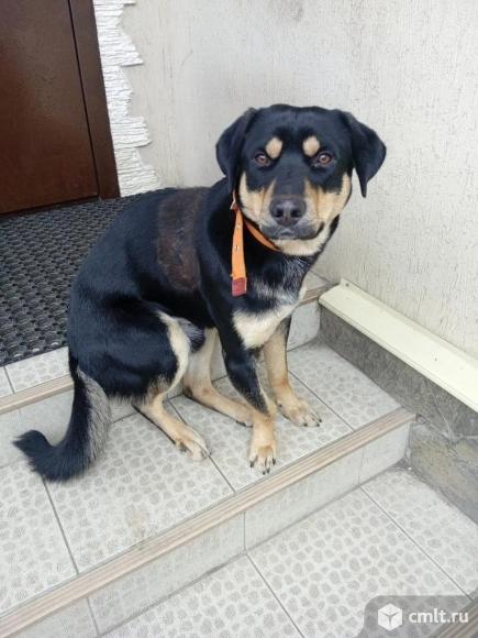 Пес Дик ищет дом. Фото 1.