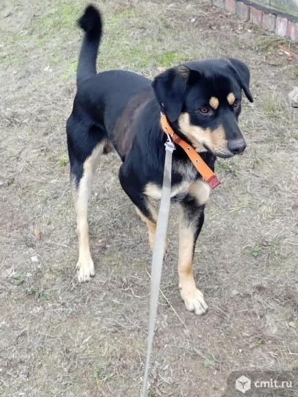 Пес Дик ищет дом. Фото 3.