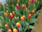 Продам тюльпаны к 8 марта!. Фото 3.