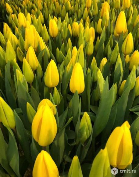 Продам тюльпаны к 8 марта!. Фото 6.