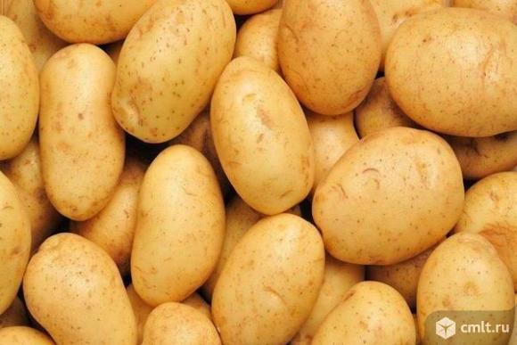Семенной картофель из Беларуси. Картофель Бриз. Фото 1.