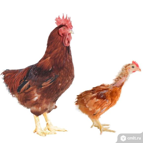 Петухи на мясо. Фото 1.