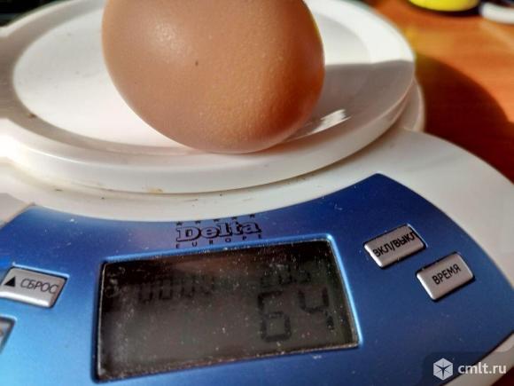Инкубационное яйцо. Фото 3.
