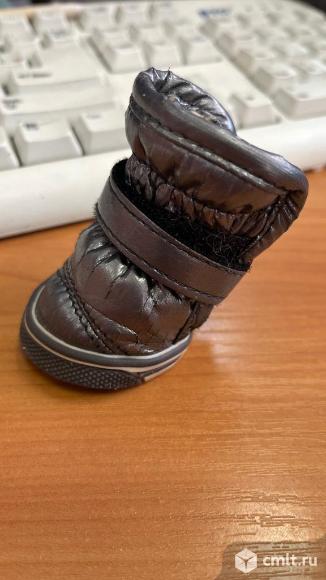 Башмачок. Фото 4.