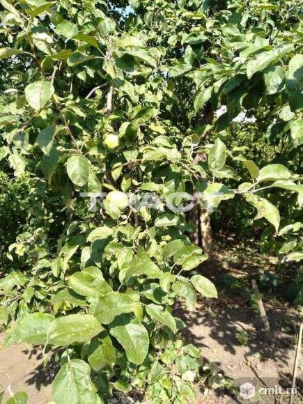 Участок 8,4 сот.. Фото 7.