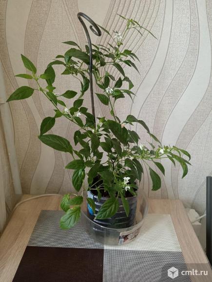 Продам жгучий перец. Фото 1.