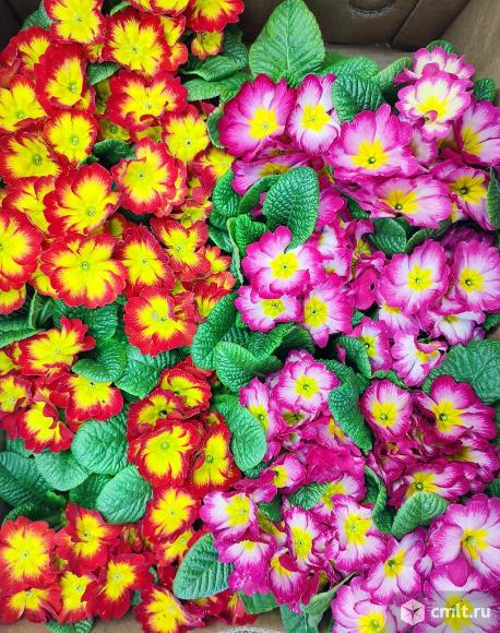 Примулы в горшочках к 8 марта. Фото 1.