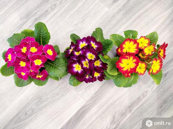 Примулы в горшочках к 8 марта. Фото 4.