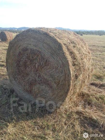 Сенаж многолетних трав. Фото 5.