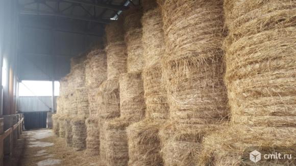 Сенаж многолетних трав. Фото 1.