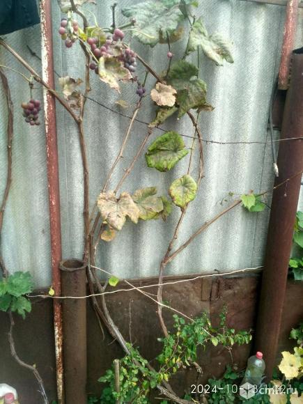 Хрен, саженцы винограда, сливы, др.. Фото 3.