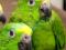 Желтолобый амазон (Amazona o.ochrocephala ) птенцы выкормыши из питомника. Фото 1.