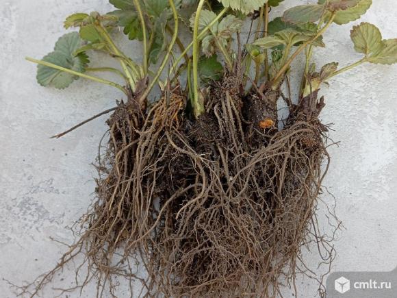 Продам саженцы клубники румба и не помню название очень урожайная цвете до заморозков ,немного жеско. Фото 1.