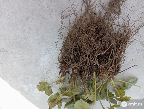 Продам саженцы клубники румба и не помню название очень урожайная цвете до заморозков ,немного жеско. Фото 2.