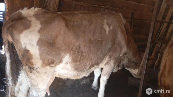Корова, 5 отелов. Фото 1.