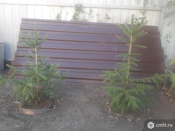 Саженцы хвойников разные. Фото 1.