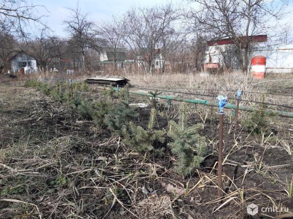 Саженцы хвойников разные. Фото 2.