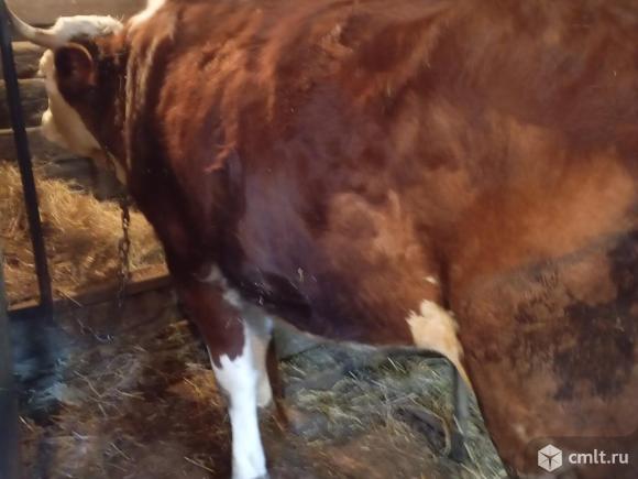 Корова, первый отел. Фото 1.
